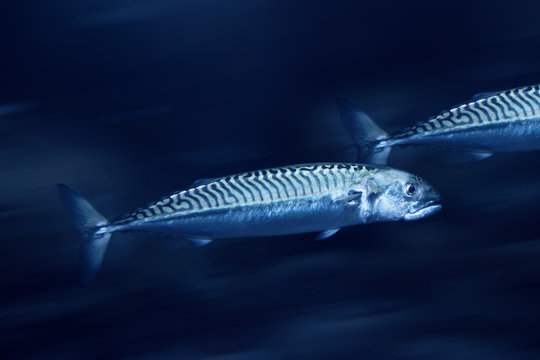 Schwimmende Makrelen