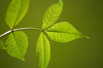 Blatt mit hintergrund grün