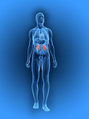 transparenter k&ouml;rper mit markierten nieren