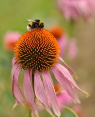 echinacea