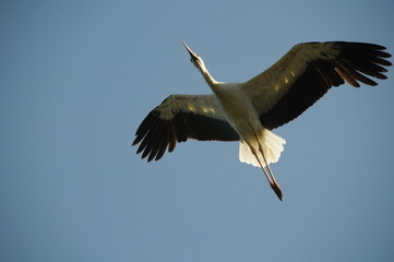 Storch im flug