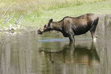 Cow Moose feeding in pond