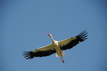 Storch im flug