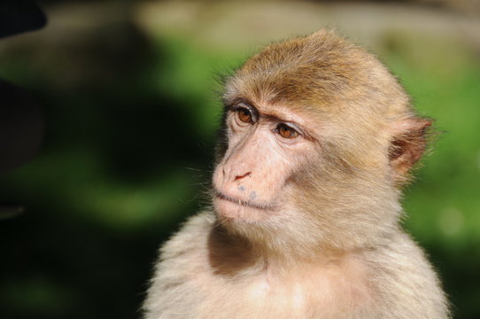 berberaffe