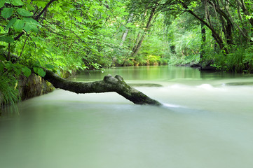 tree trunk in a milky river stream