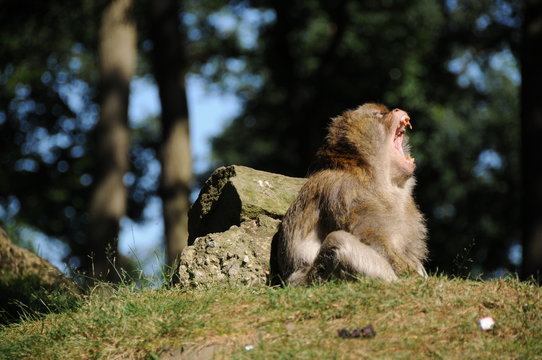 berberaffe