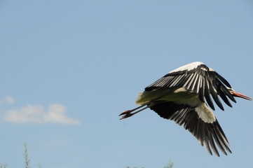 Storch im flug