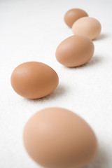 タマゴ