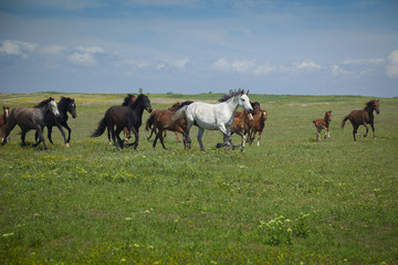 Obraz na płótnie Canvas Konie przebiegu / błękitne niebo i zielona trawa