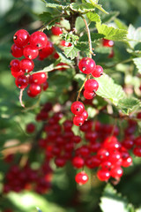 Banch of red currant