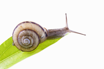 カタツムリ