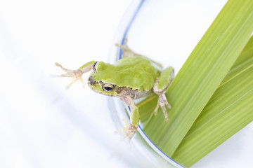 カエル