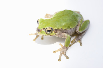 カエル