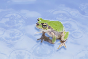 カエル