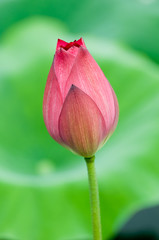 Pink lotus flower