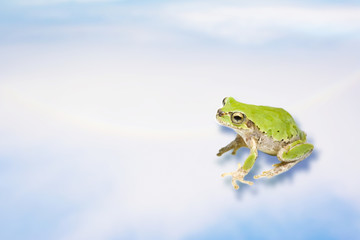 カエル