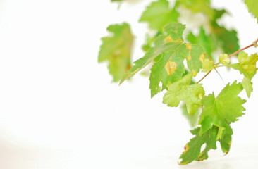vine leaves over white - 15816750