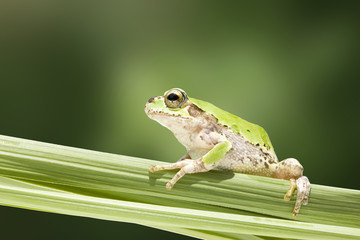 カエル