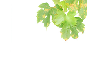 vine leaves over white - 15816798