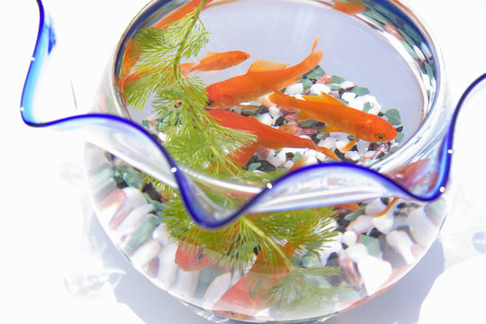 金魚鉢 Images Browse 1 110 Stock Photos Vectors And Video Adobe Stock