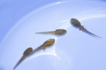 オタマジャクシ