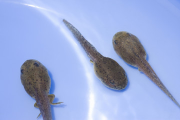 オタマジャクシ