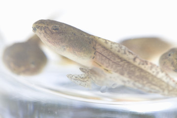 オタマジャクシ