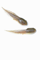 オタマジャクシ