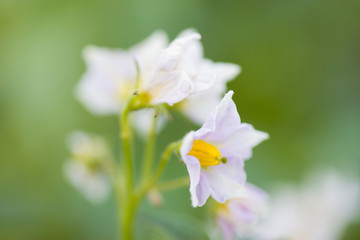 ナスの花