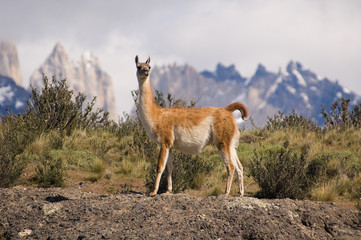 Guanaco (Lama Guanicoe) in a mountain landscape