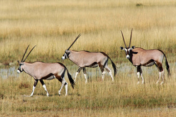 Oryx