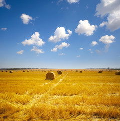 haystack on the meadow in summer