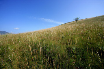 Fototapeta premium paysage de campagne