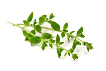 oregano