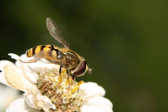 Gadfly