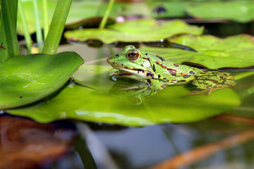 grenouille sur un nénuphar