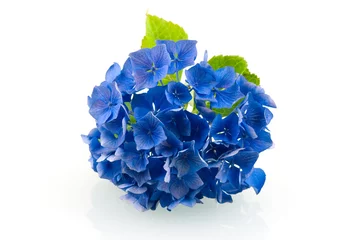 Crédence de cuisine en verre imprimé Hortensia Hortensia bleu hortensia