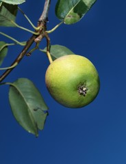 Kleine Birne am Baum