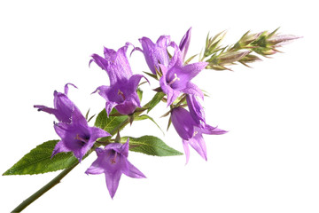 Obraz premium flowers