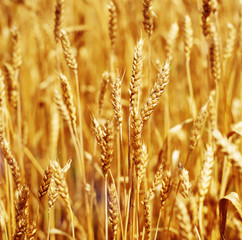 field of wheat close up