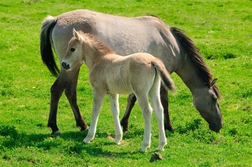 Two horses on a meadow, mare and her foal