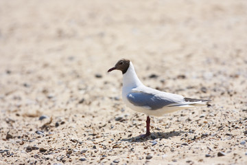seagull