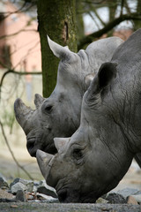 Naklejka premium Breitmaulnashorn