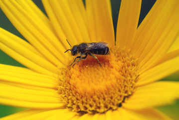 Abeille butineuse