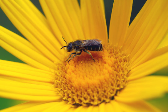 Abeille butineuse
