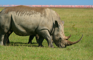 Fototapeta premium Rhinoceros in the wild