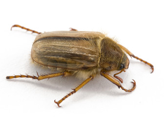 cockchaffer