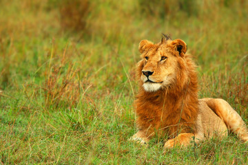 Portrait of young wild african lion