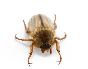 cockchaffer