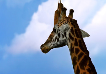 Portrait of Giraffe